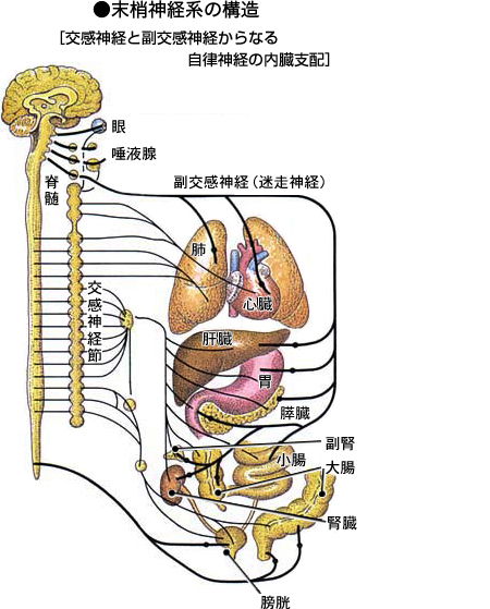 末梢神経系の構造｜家庭の医学｜時事メディカル｜時事通信の医療