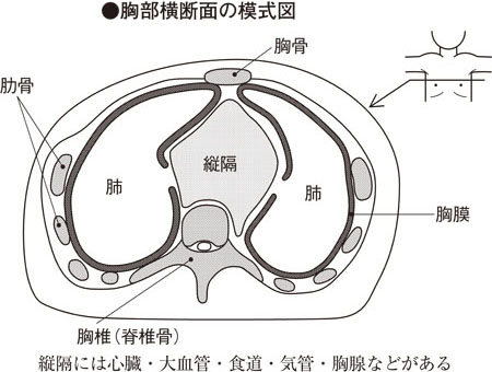胸壁と縦隔の構造とはたらき］｜家庭の医学｜時事メディカル｜時事通信