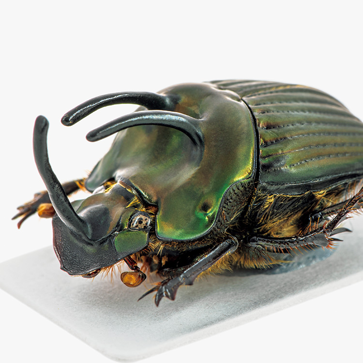 モードな虫図鑑。異形の角を持つ、フンコロガシの仲間たち。フンチュウ