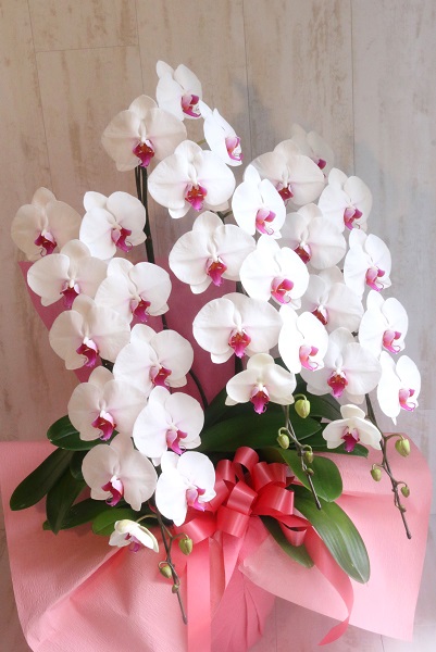 flower gift lab / 胡蝶蘭3本立て 紅白