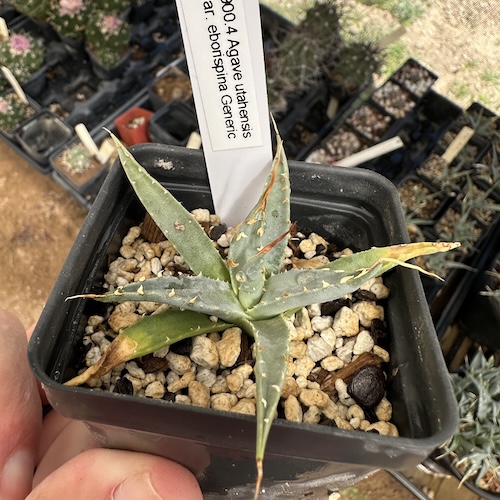 Agave utahensis (PLANT) #1900.4 - Mesa Garden