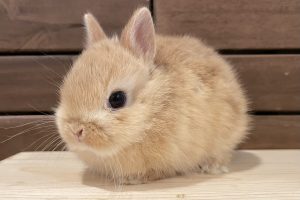 ミミラパン (Mimi Lapin)