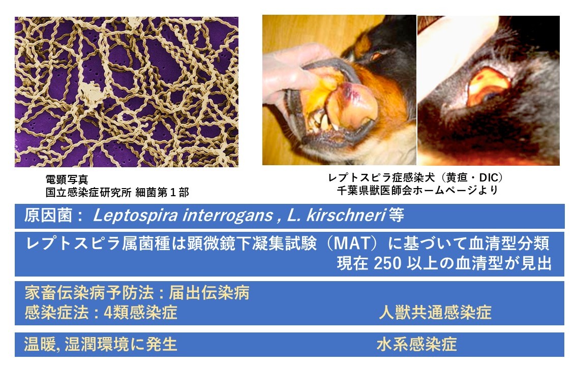 身近にある人獣共通感染症「レプトスピラ症」の脅威 - いきもののわ