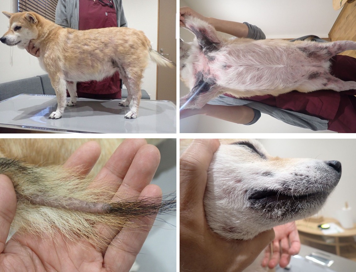 この症状もしかして？ 飼い主のための犬の病気入門【第4回】アトピー