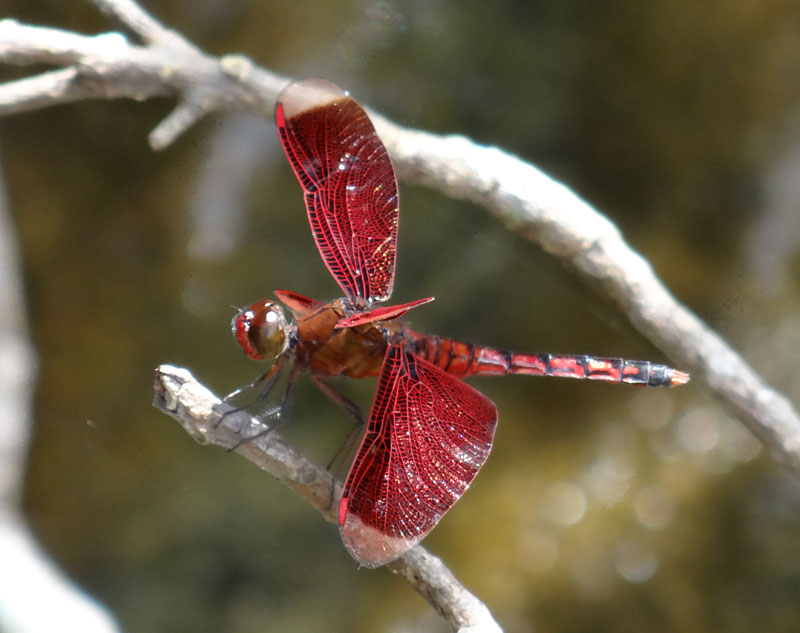 アカスジベッコウトンボ 出会った虫やクモたち 「気ままに自然観察」
