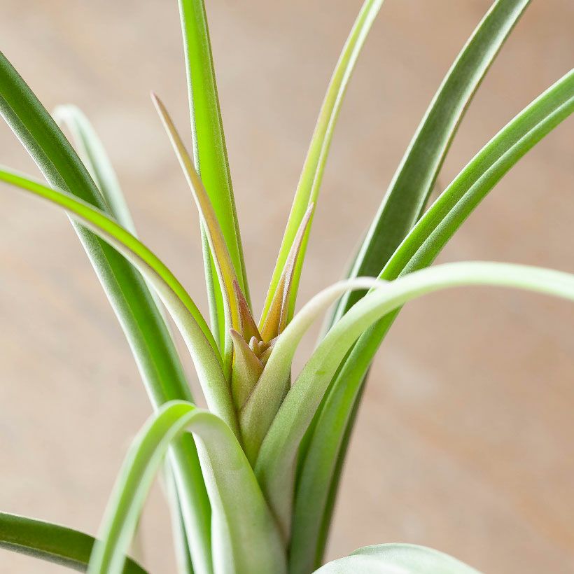 000000007939-07.jpg?size=l&w=