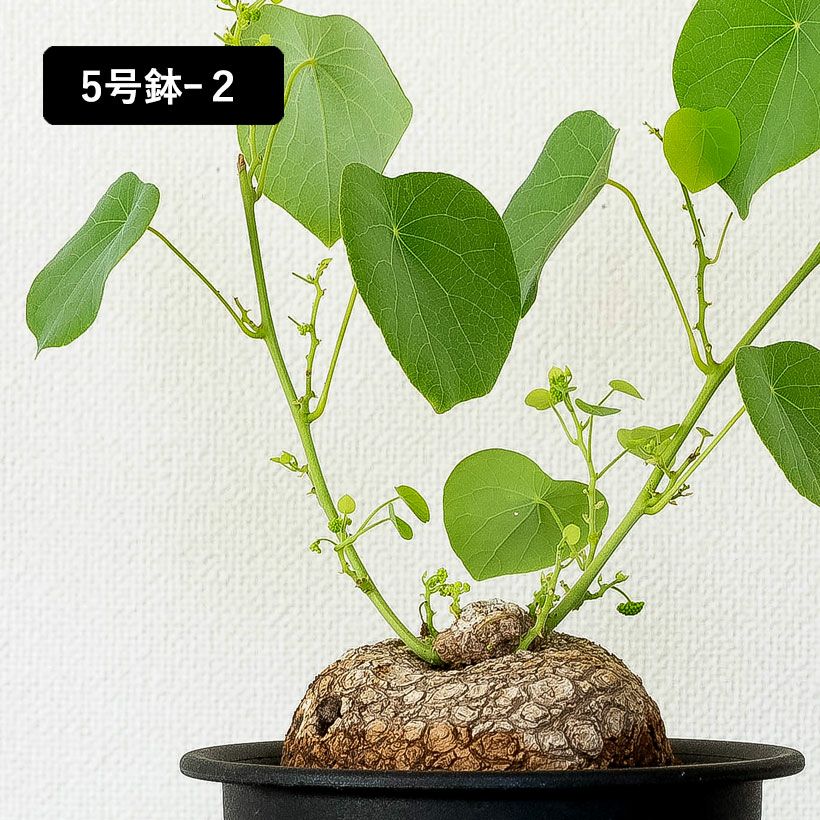 ステファニア・スベローサ（写真現品）人気の塊根植物
