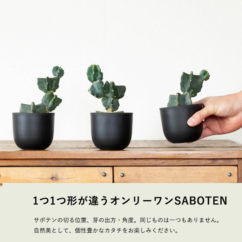 柱サボテン鬼面角｜ジグザグ段々に芽吹かせたブランチ仕立て