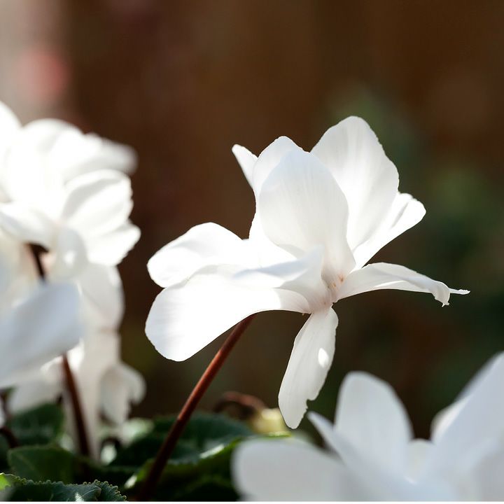 シクラメン・スクリュースター「クリスタルホワイト」 | [公式]e-花屋さん