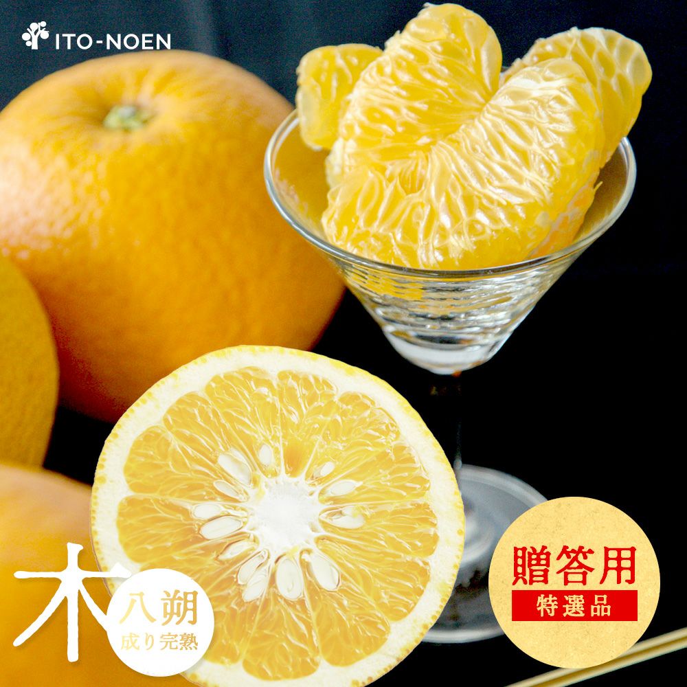 4月上旬以降 順次発送予定】【春季限定】木成り八朔（はっさく）【贈答
