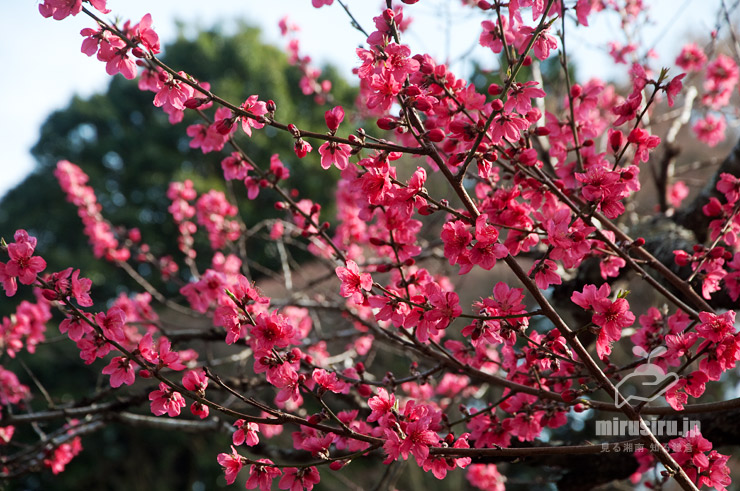 モモ（ハナモモ）