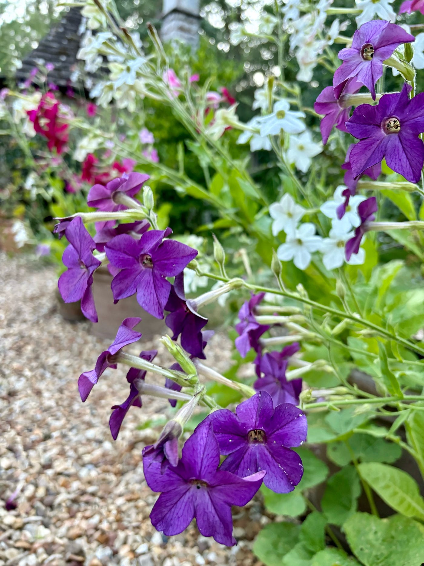Nicotiana for Fragrant Summer Evenings | by Ivy Shepherd