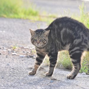 mofoo ～モフー～お洒落 猫生活マガジン～