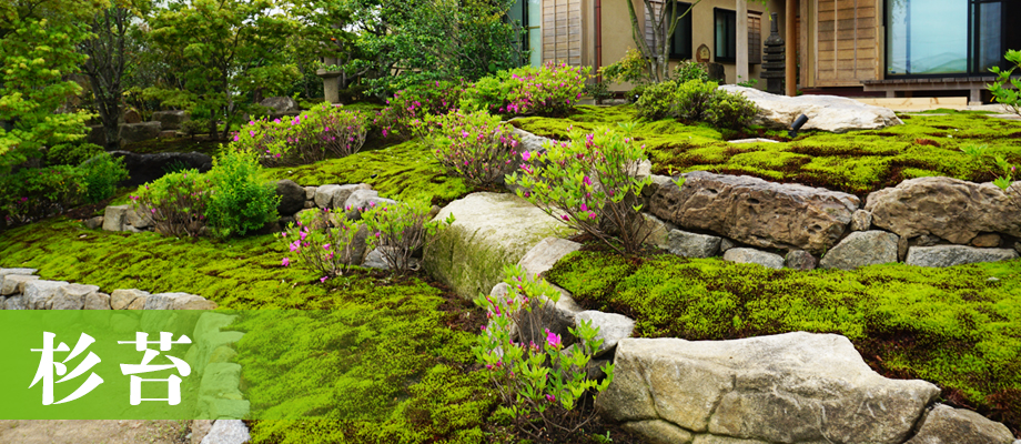 スギゴケ | 苔の販売専門店モスファーム