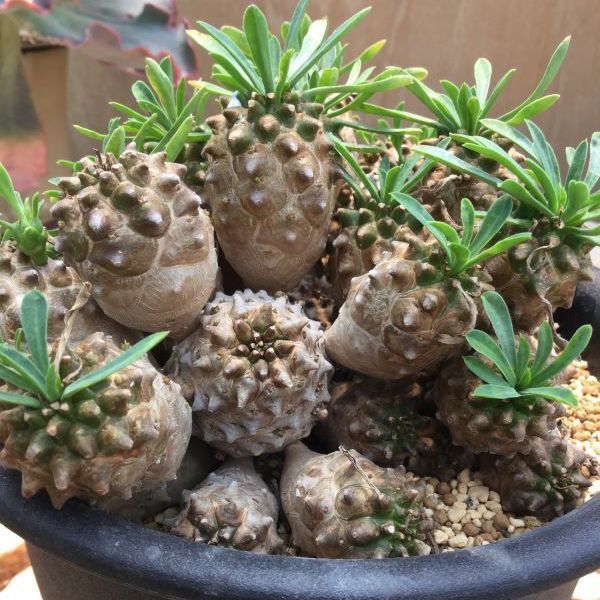 ユーフォルビア 峨眉山 - M's plants