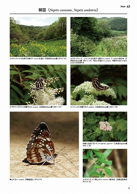 日本と世界のホシミスジ