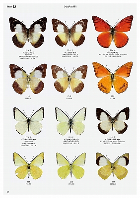 日本の迷蝶大図鑑