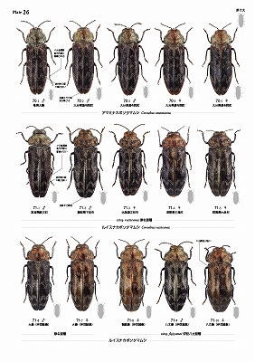 日本産タマムシ大図鑑
