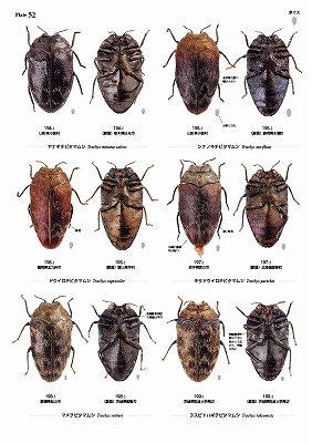 日本産タマムシ大図鑑