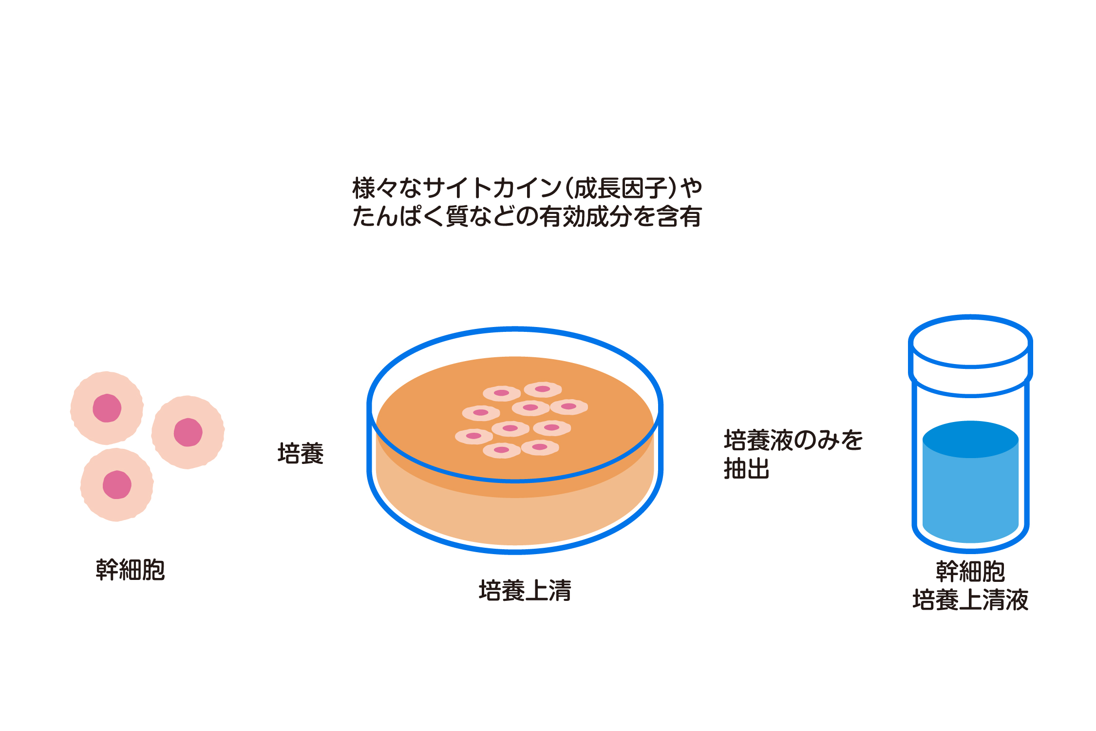 究極のエイジングケア成分「ヒト幹細胞培養上清液」とは？ | N2-ZERO