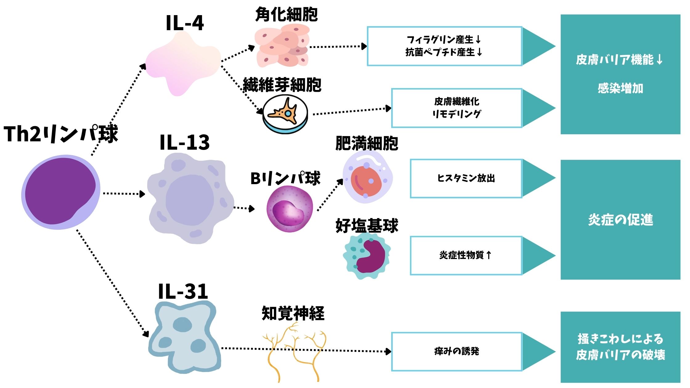 犬アトピー性皮膚炎の治療の教科書！これさえ見ればOK！｜なんよう動物