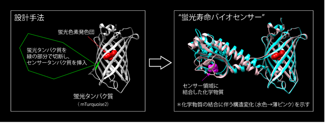 新型バイオセンサーの開発プラットフォームを確立 – 金沢大学 ナノ生命