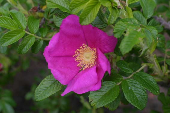 ハマナス（浜茄子）：ハマナス桃花 | nae-ya｜herbal tree shop