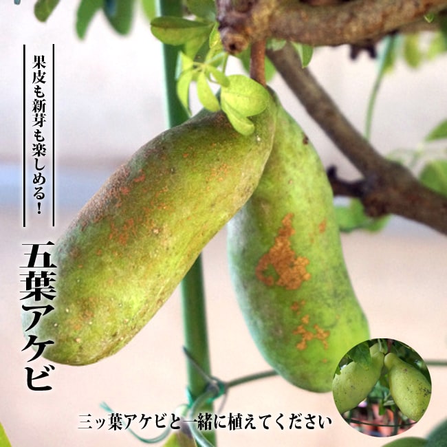 五葉アケビ アケビ の特徴と育て方 kaju_akebi001-01i | 苗木部の部室