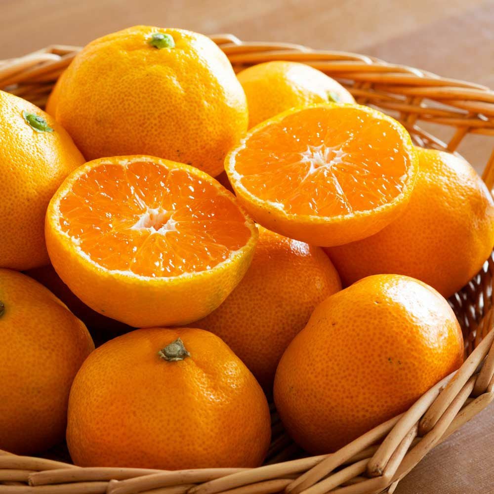 三ヶ日みかん｜はちみつ専門店 長坂養蜂場