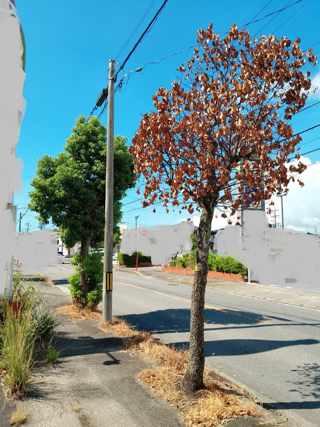 記録的猛暑で街路樹が枯れまくり | 中村園芸・西尾市の小さな植木屋さん