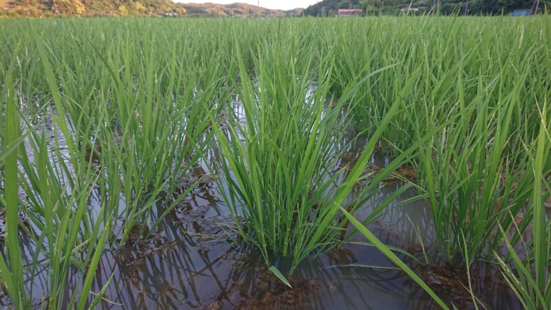 稲の生育ステージは分けつ期 農薬化学肥料不使用の米作り 2024年6月6日
