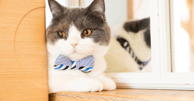 かわいすぎる♪猫のネクタイ・蝶ネクタイ登場！ | 猫ねこ部