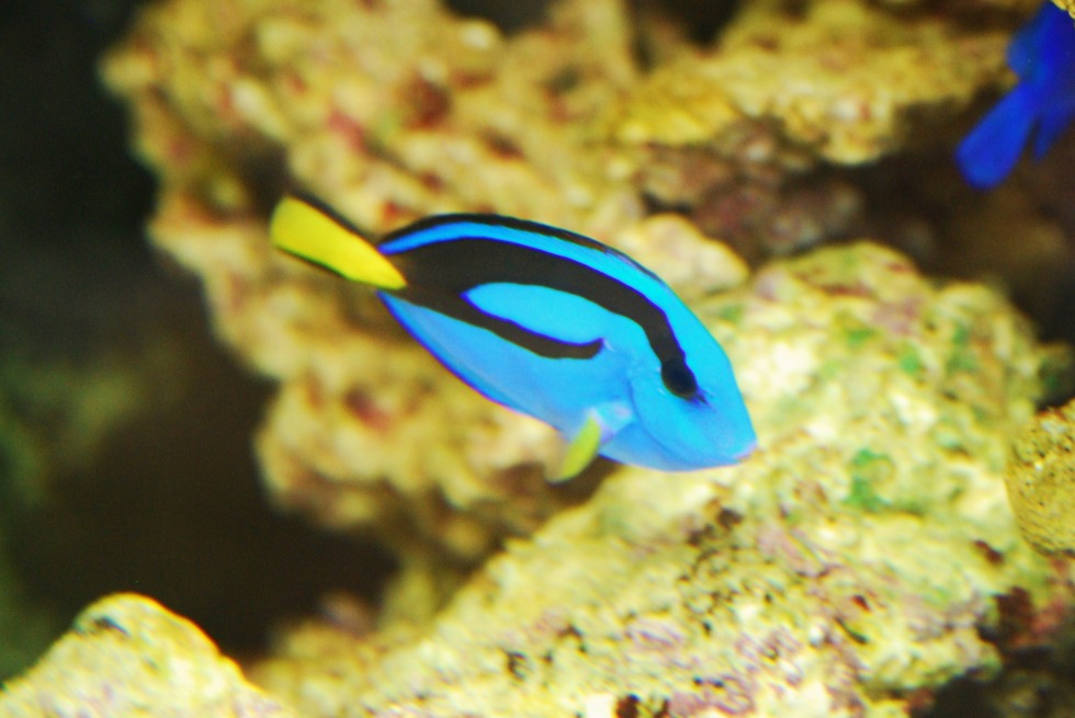 熱帯魚図鑑 | 熱帯魚の水槽レンタルサービス｜美ら海