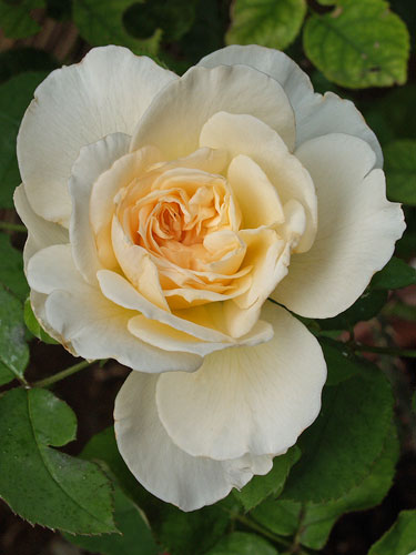 メアリー・マグダレン|バラの記憶 - 私の薔薇図鑑 -