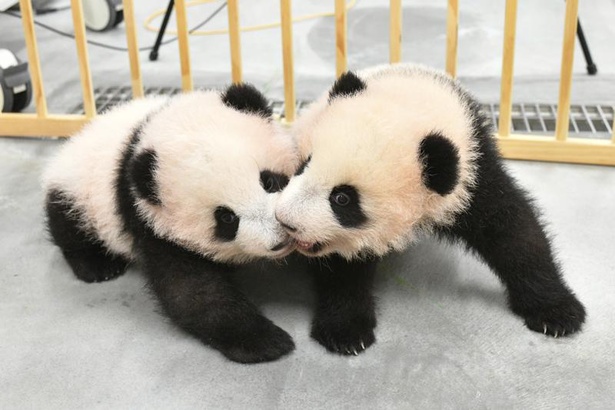 恩賜上野動物園」の双子パンダ、オスの「シャオシャオ(暁暁)」、メスの