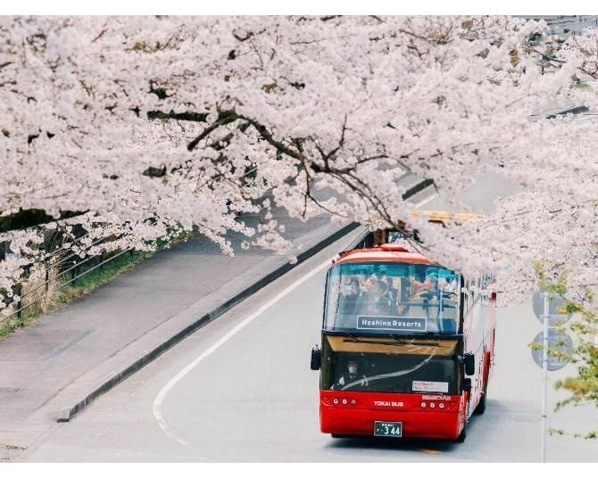 蓮華寺池公園の桜（藤枝市） - お花見2026 - ウォーカープラス