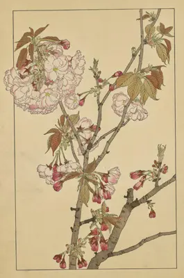 杉浦非水の描く花々『非水百花譜』 | NDLイメージバンク | 電子展示会