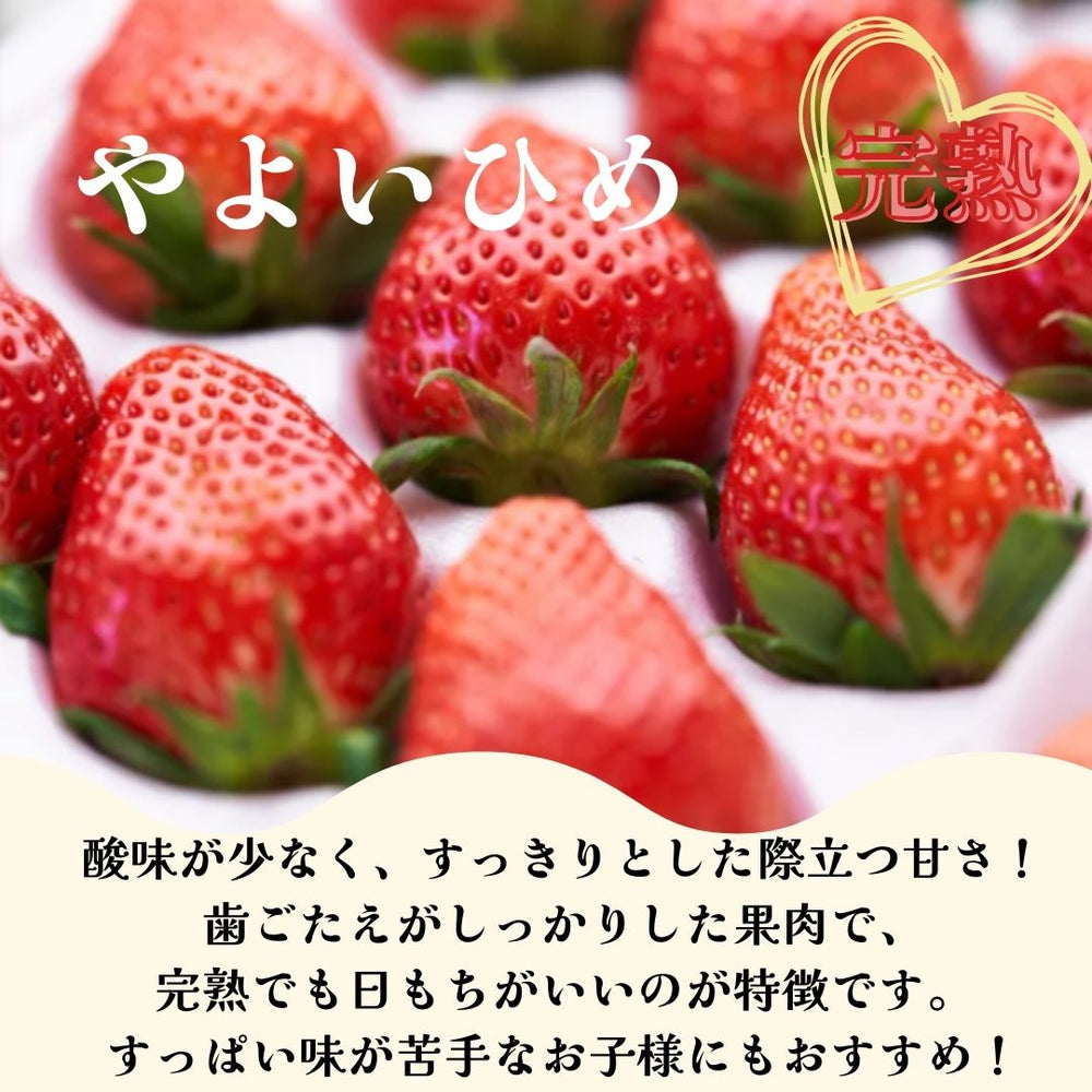 いちご 【うさみ園】 やよいひめ (7～9個)400g×2トレイ 800g ステビア