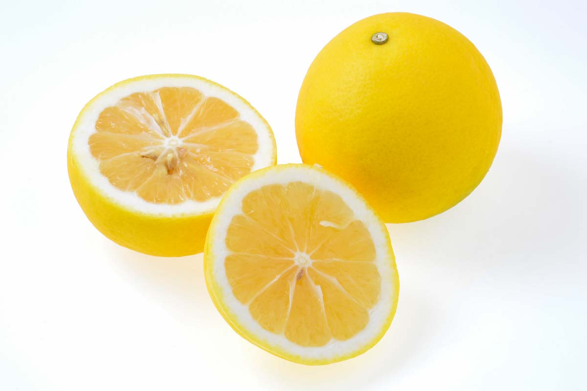 春に登場するかんきつ | 愛媛みかん| 西宇和みかん