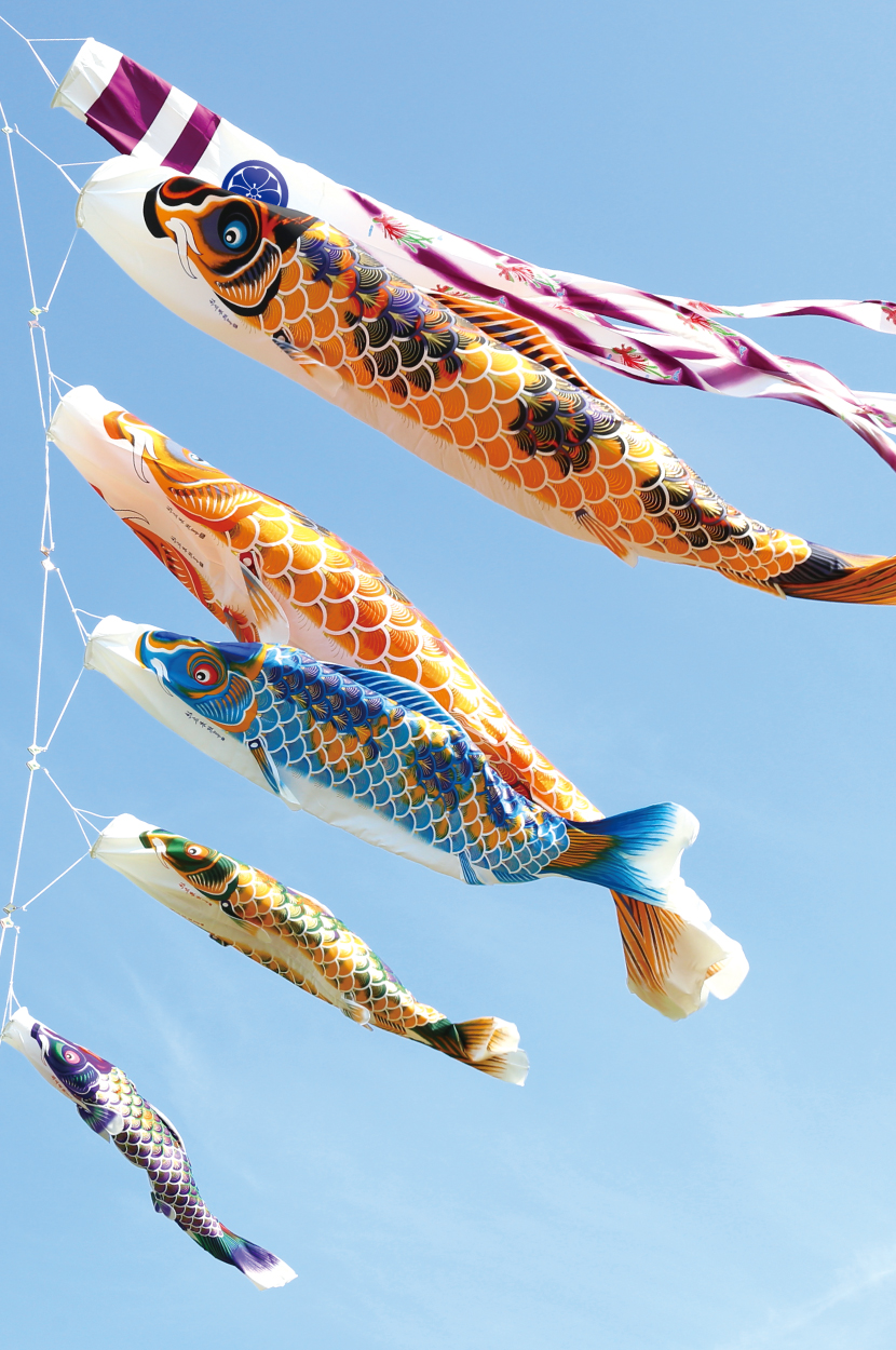 鯉のぼりセット 鯉5匹（黒、赤、青、青、紫） 鯉のぼりセット 鯉5匹