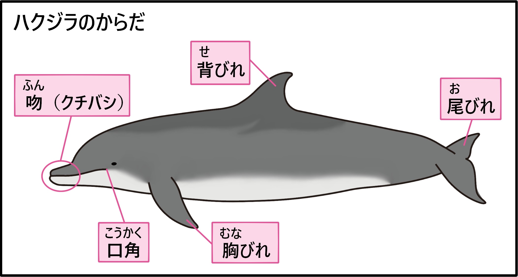 哺乳類図鑑特徴検索（神奈川の自然）