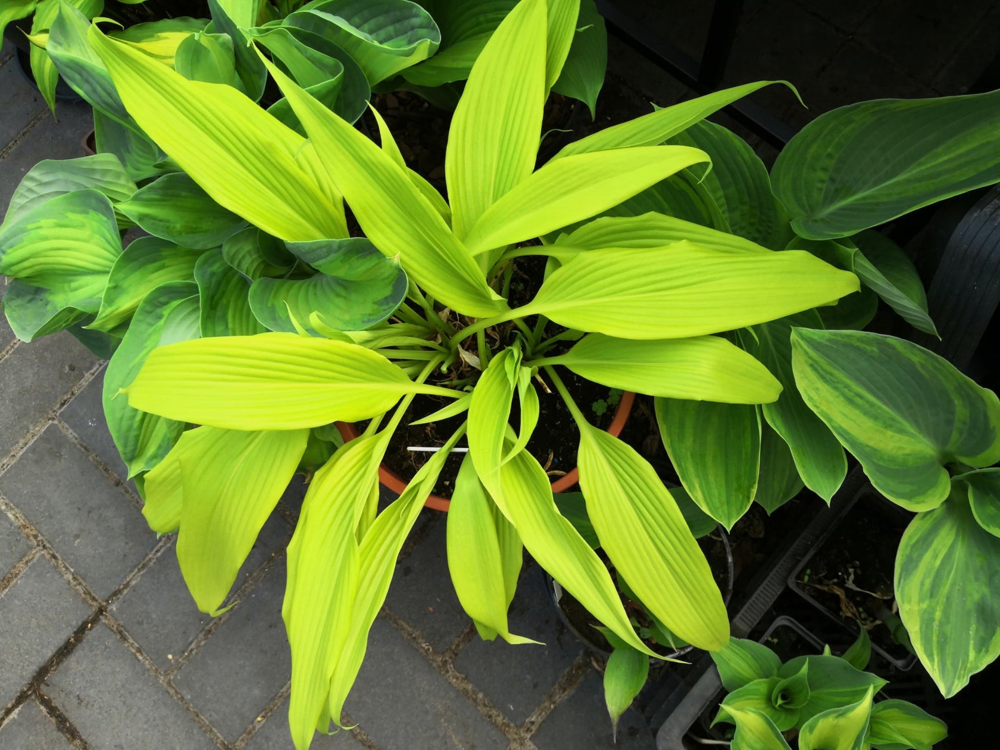 Chris' A Lalalala Long Hosta - 4.5 Inch Container (NEW For 2022