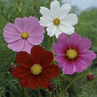 000000017336-01.jpg?size=l&w=