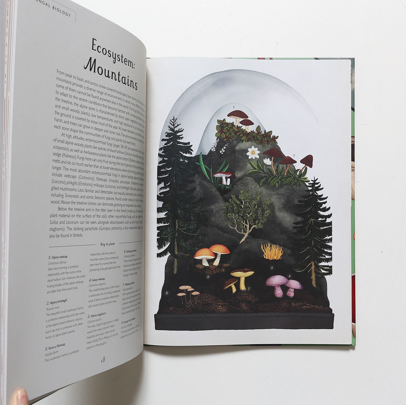 Fungarium: Welcome to the Museum | Ester Gaya | nostos books