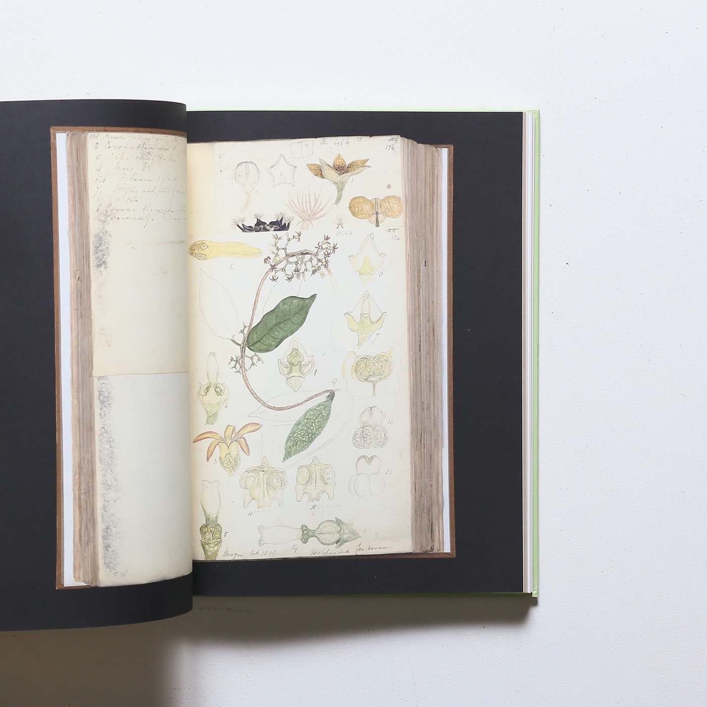Botanical Sketchbooks | Helen Bynum、William Bynum | nostos books