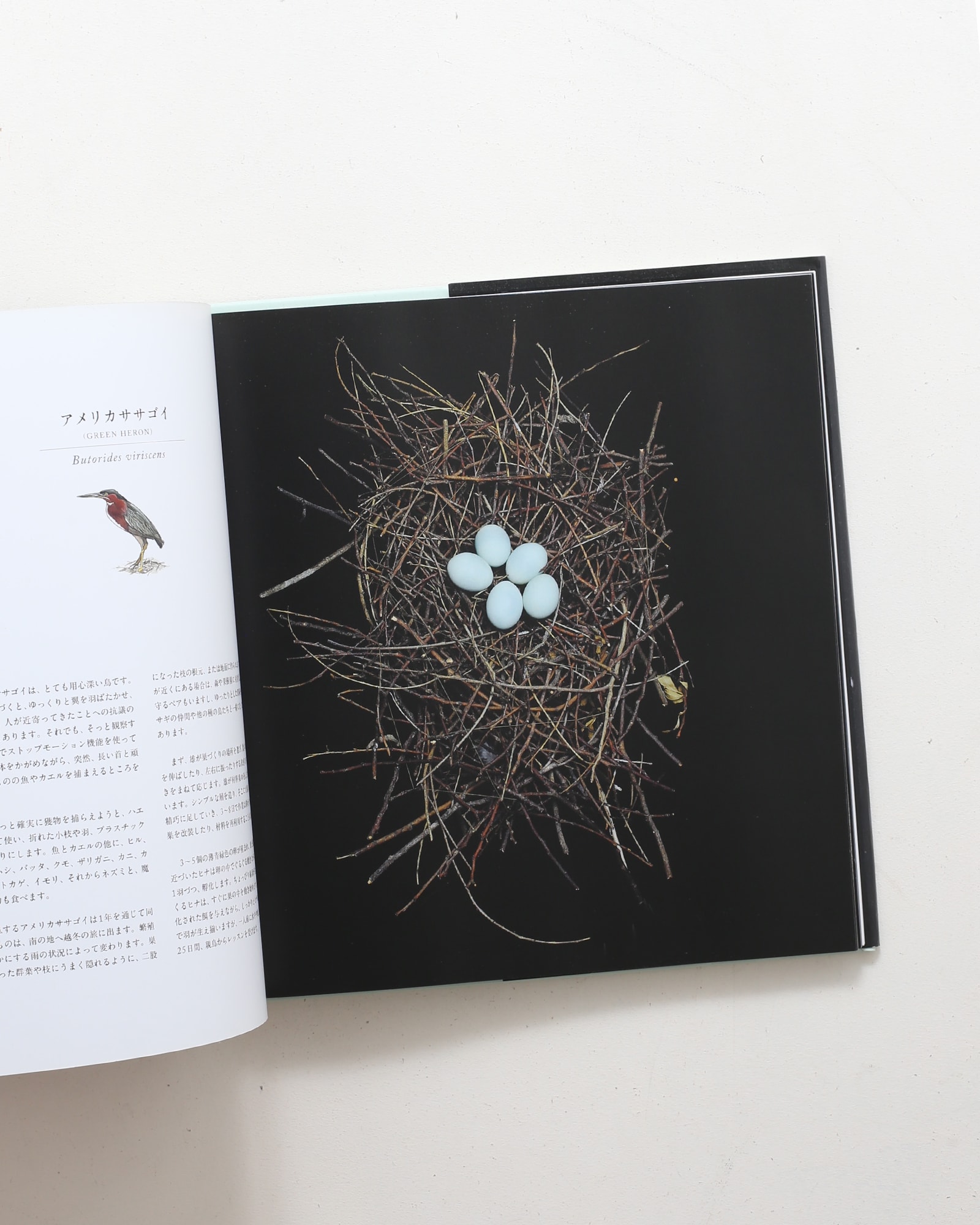 鳥の巣 50個の巣と、50種の鳥たち | シャーロン・ビールズ | nostos