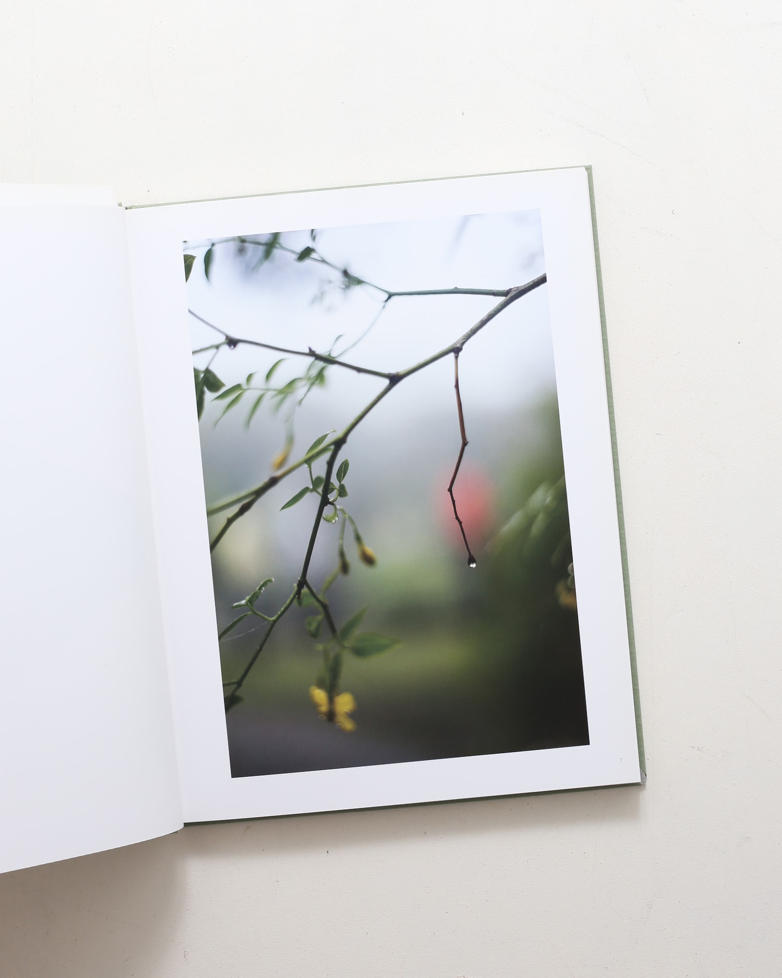 Terri Weifenbach: The May Sun | 山田裕理 | nostos books ノストス