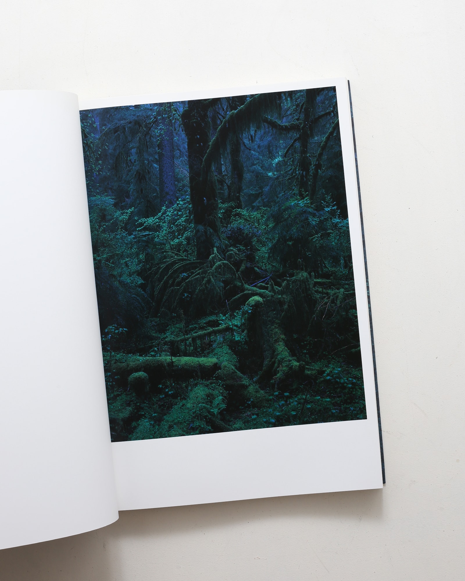 クゥィノルト 上田義彦写真集 | nostos books ノストスブックス