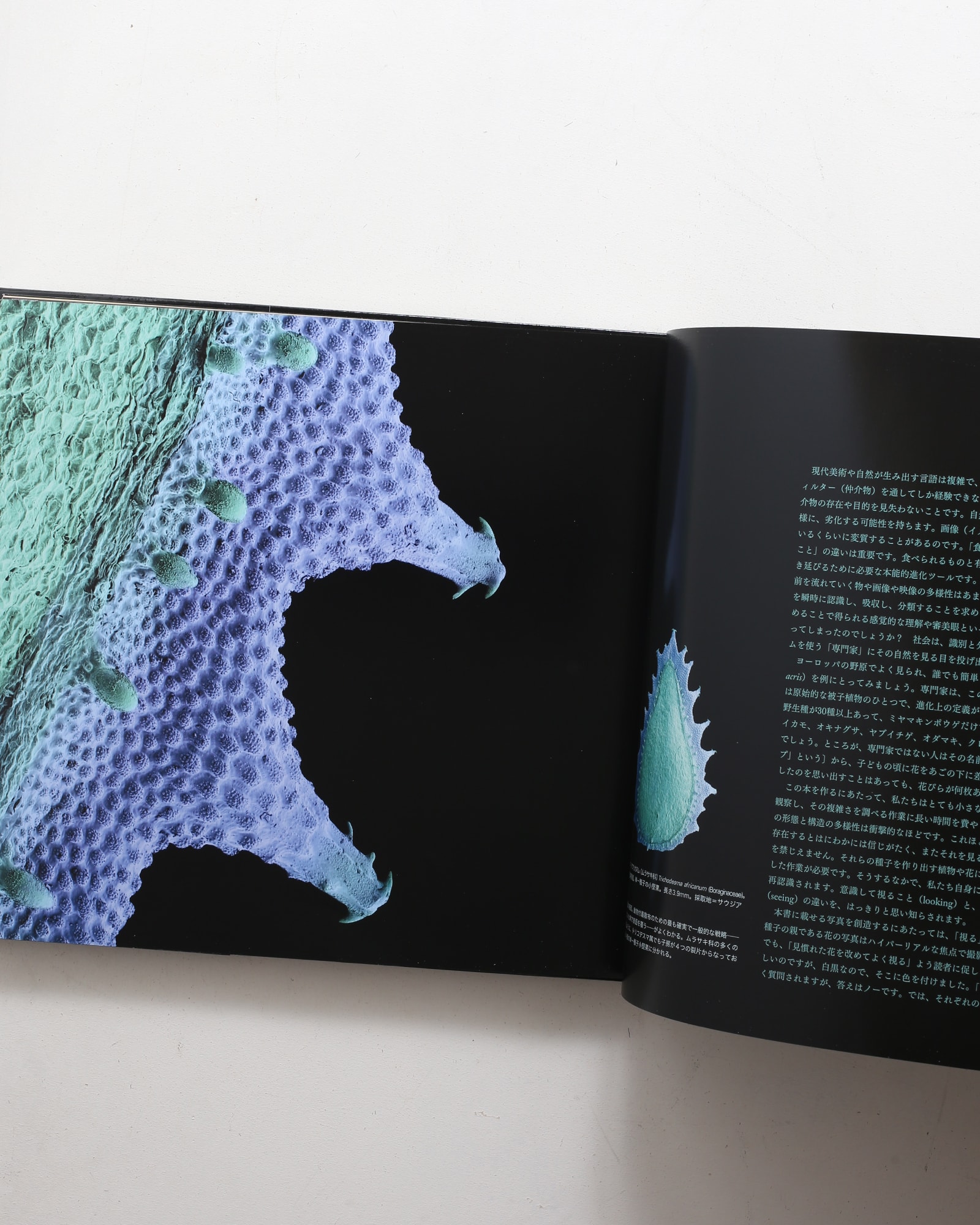 世界で一番美しい種子図鑑 | nostos books ノストスブックス