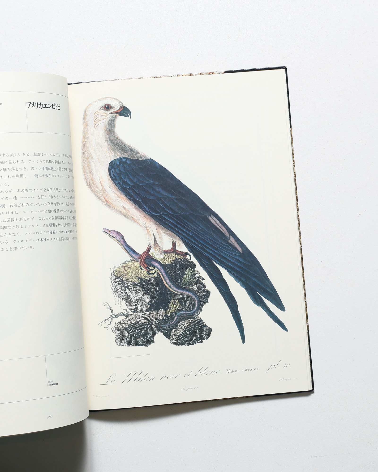 黄金の鳥 | 荒俣宏 | nostos books ノストスブックス
